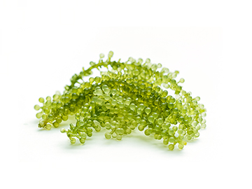 Trehalose
